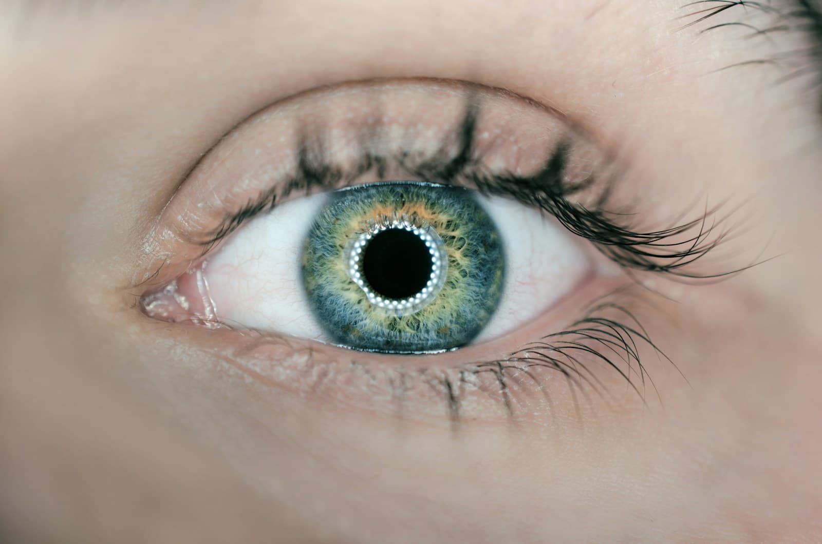 The Eyelids